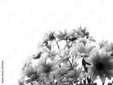 preview bw