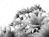 preview bw