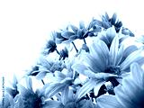 preview cold