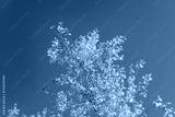preview cold