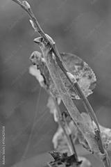 preview bw