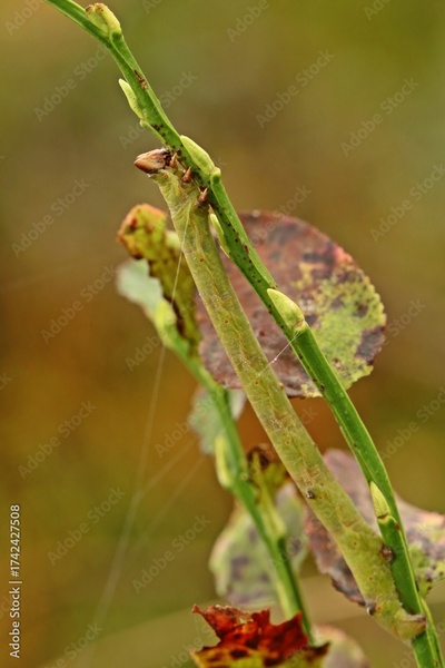 image to crop