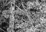 preview bw