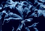 preview cold