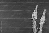preview bw
