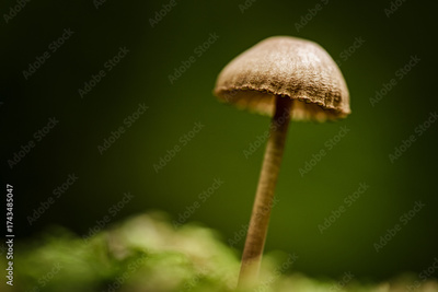 image to crop