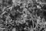 preview bw