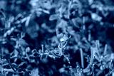 preview cold
