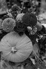 preview bw