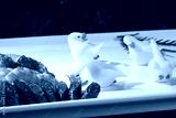 preview cold