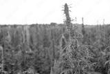 preview bw