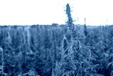 preview cold