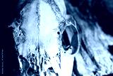 preview cold