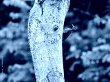preview cold