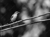 preview bw