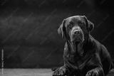 preview bw
