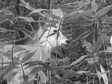 preview bw