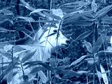 preview cold