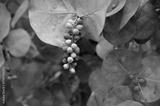 preview bw