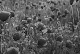 preview bw