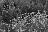 preview bw