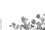 preview bw