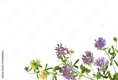 image to crop