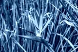 preview cold