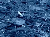 preview cold