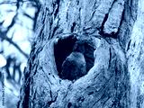 preview cold
