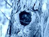 preview cold