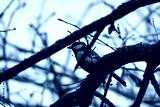 preview cold