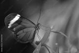 preview bw