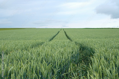 image to crop