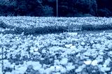 preview cold