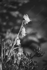 preview bw
