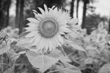 preview bw
