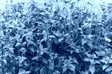 preview cold