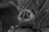 preview bw