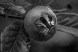 preview bw