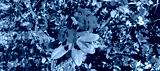 preview cold