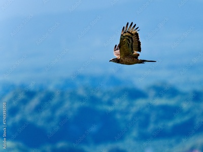image to crop