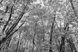 preview bw