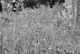preview bw