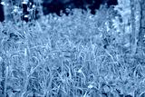 preview cold