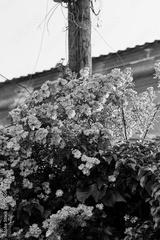 preview bw