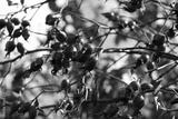 preview bw