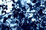 preview cold