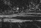 preview bw