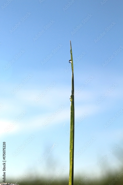 image to crop